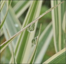 Noch kein regen ... / ***