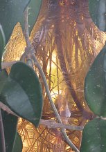 Zwischen Blättern / ***