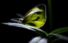 Sleeping Schmetterling / ***************