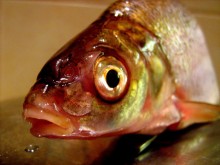 Kleine Fische / ***