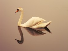 White Swan Grey Goose ist nicht Freund / ***