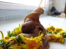 Snail Schnecke ... / ***