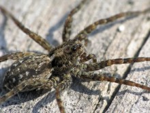 Spider-wolf / ***