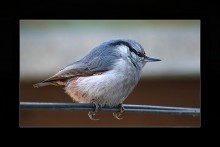 Und die Krallen des Vogels für das, was? / ***