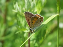 Kupfer-Schmetterling Schmetterling Lycaenidae (Cupidinidae) / ***