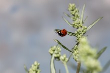 Ladybird / ***