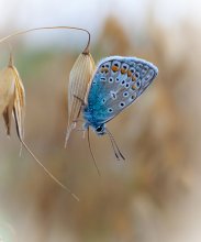 Wenn Kupfer-Schmetterling schläft / *****************