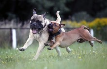 Schwerelosigkeit im Stil der K9 / ***