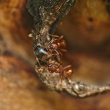 Ladybird bullheaded Scymnus frontalis und die Ameisen Myrmica rubra / ----------