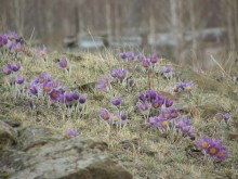 Die Schönheit der Natur / ...............