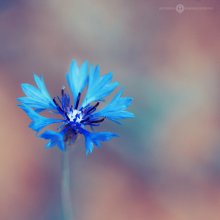 blue cornflower / blue cornflower