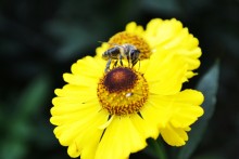Eine Biene auf einer Blume / ***