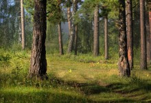 Morgen in einem Kiefernwald / ***