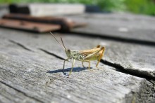 Grasshopper-alien / ***