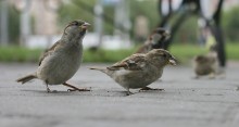 gut, ging die Braut jetzt Hunger ... / ......................