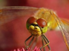 Simpetrum gelb Sympetrum flaveolum / Sympetrum flaveolum