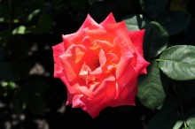 Rose / ***
