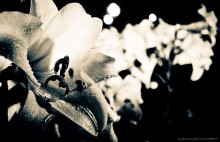 Night Star / .......