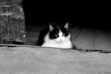 Warten auf den Besitzer ... / ------