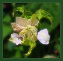 "The Stranger" (mit )...:))) / ***