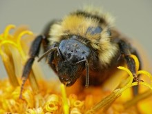 Bumblebee Bombus lucorum / Bombus lucorum