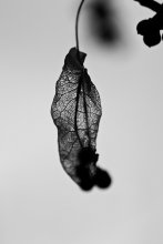 apoptosis / ***