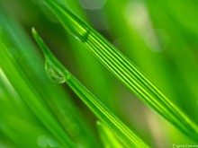 Gespannten Saiten / ***