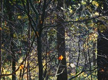 In den Grundsätzen der Herbst ... / ***