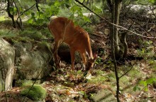 Mushroom Vorspeise / ***