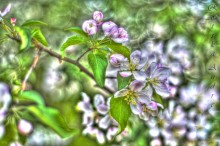 Frühling / ***