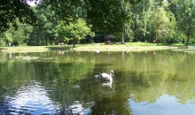 und weißen Schwan auf grünem Wasser ... / ***