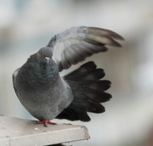 Jetzt den Flügel, pliz! / ************************