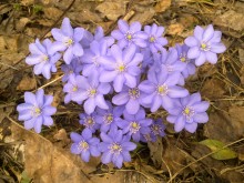 Die ersten Blüten / ***