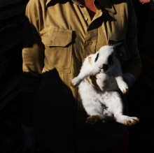 Es ist nicht nur ein wertvoller Pelz / ***