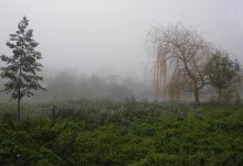 Foggy Landschaft / ***