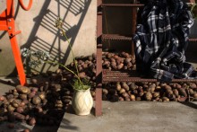 Und Sie haben ihre Kartoffeln ausgegraben? / http://pavel-ozik.livejournal.com/129037.html