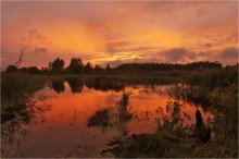 Sonnenuntergang in den Wald. / ***