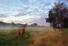 Am Morgen des Red Horse / ***