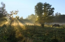 Dawn in Svyatogorie / ***