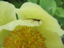 Der Wächter der Blume / ***