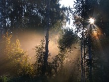 Morgen im Wald / ***