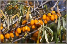Berries / ***