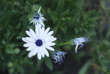 Blume mit Spinne / ***