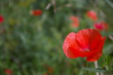 Blumen unter den Füßen / ***