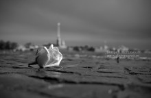 Windrose / ***