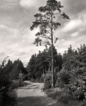 Die Straße führte durch den Wald / ***