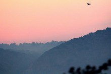 Einsamer Vogel / .........