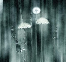 About dandelions... / ***