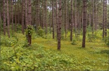 Ganaraska Forest ..2 / Ontario