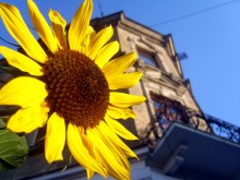 Sonnenblumen in der Stadt / .......